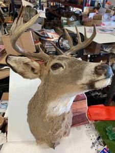 10 Point Deer Mount