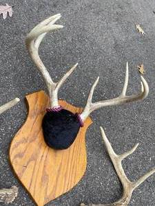 lot 122 image: Vintage Deer Rack Mount and Sheds