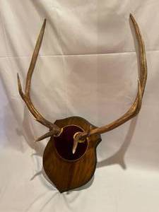 lot 169 image: Mounted Elk and Deer Racks