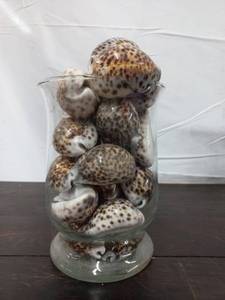 Collection of Cowrie Shells