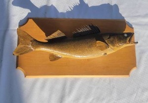 lot 128 image: Rustic Walleye Mount