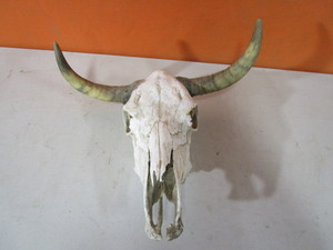 lot 361 image: Cow Skull