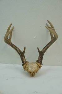 deer antlers