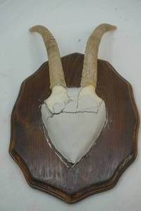 pronghorn antlers