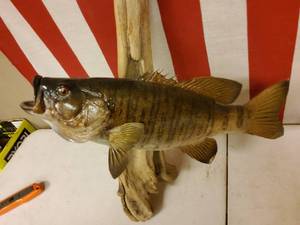 lot 111 image: Taxidermy  bass on drift wood.