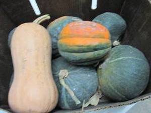 Box of Assorted Winter Squash...