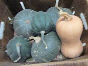 Box of Assorted Winter Squash...