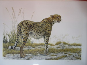 lot 19 image: Robert Bateman S&N Print 118950 Cheetah Profile