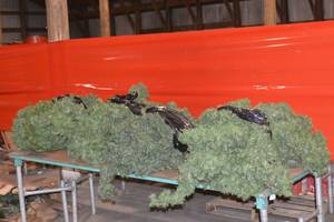 Garland on top of table top