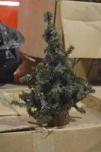 5 boxes and 1 bag of 18 Vienna Pine Trees