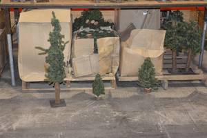 Boxes of assorted trees