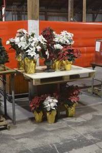 Multiple Poinsettias