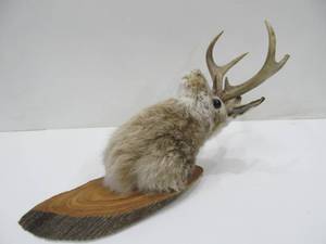 lot 51 image: Mounted Taxidermy Jackelope 