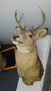 Shoulder Deer Mount � Buck.