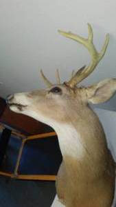 Shoulder Deer Mount � Buck