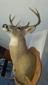Shoulder Deer Mount - Big Buck