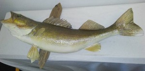 Walleye Mount, 26 inch.