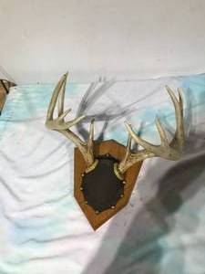 lot 169 image: 10 Point Antler mount