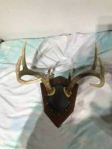 lot 168 image: 8 point antler mount
