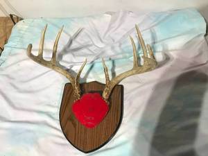 lot 170 image: 9 Point Antler mount