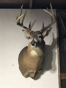 lot 166 image: 10 point Buck mount