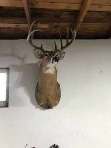 lot 167 image: 9 point Buck mount