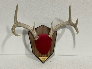 lot 27 image: Deer Antlers