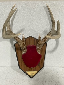 lot 28 image: Deer Antlers