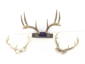Vintage Deer Antler Mounts etc.