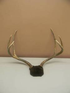 lot 64 image: VINTAGE DEER ANTLER MOUNT - VERY COOL - PERFECT FOR THE MAN CAVE - SEE PICTURES
