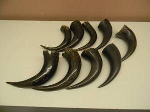 lot 65 image: VINTAGE COLLECTION OF STEER  BULL HORNS - GREAT COLLECTION - SEE PICTURES