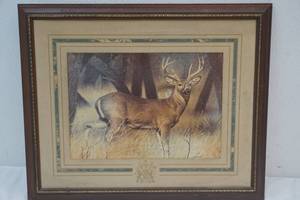 deer picture