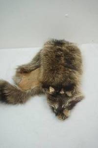 raccoon hide