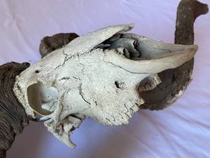 lot 158 image: Wall Mount Elk Skull