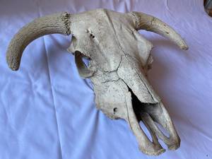 lot 172 image: Bull Skull Man Cave Deco