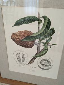 lot 514 image: Pair of Framed Botanical Prints