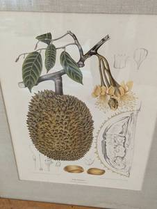 lot 515 image: Pair of Framed Botanical Prints