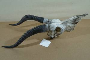 lot 109 image: South African Impala Horns with Skull