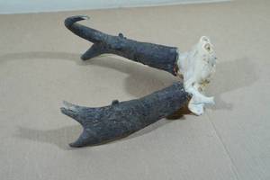 lot 110 image: Thick Buck Pronghorn Antelope Horns