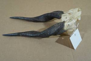 lot 111 image: African Springbok Antlers and Skull