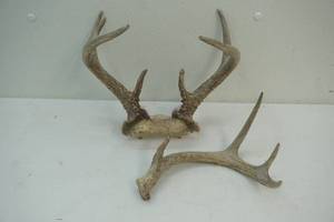 lot 380 image: deer antlers