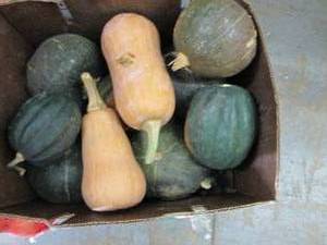 Box of Assorted Winter Squash...