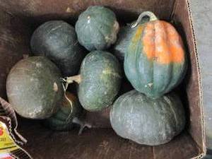 Box of Assorted Winter Squash...