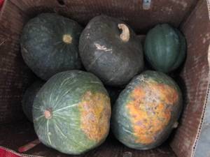 Box of Assorted Winter Squash...