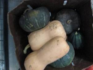 Box of Assorted Winter Squash...