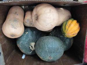 Box of Assorted Winter Squash...