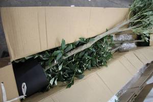 lot 918 image: Lot of (2) Viagdo 74 Artificial Olive Tree Dcor (in box)