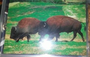 Zoological Society Of San Diego Trading Cards 1993