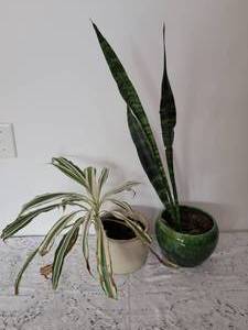 lot 27 image: Potted House Plant Pair