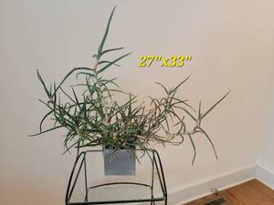 lot 29 image: Spidering Aloe Fern